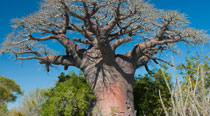 Valahantsaka resort Madagascar - Baobab unici in tutto il mondo